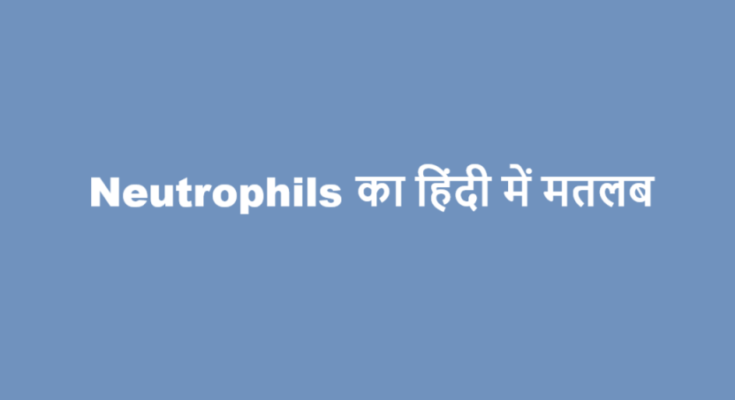 neutrophils meaning in hindi