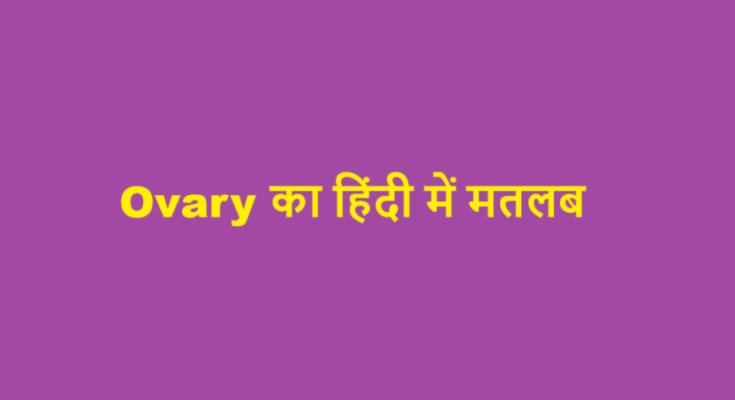 ovary meaning in hindi